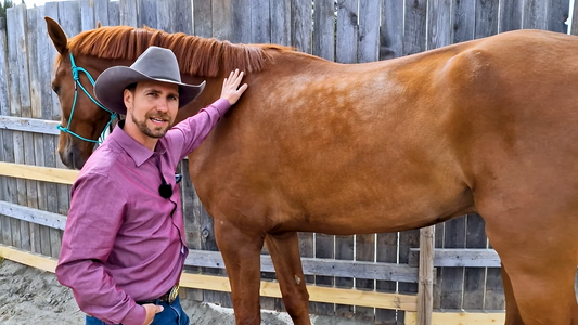 Å velge den rette hesten Hawk Horsemanship