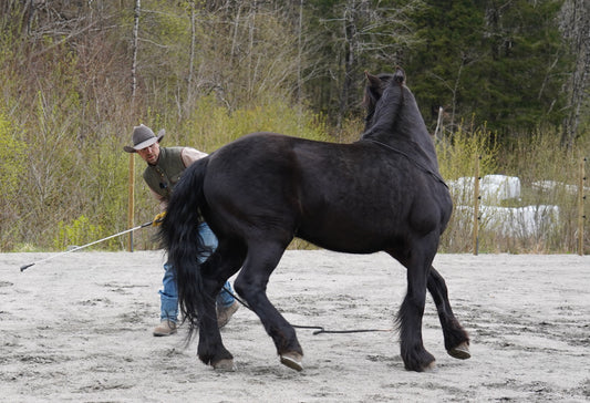 Faktorer som vil påvirke resultatene av treningen din Hawk Horsemanship