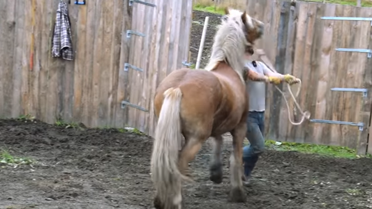 Hester som går deg ned Hawk Horsemanship