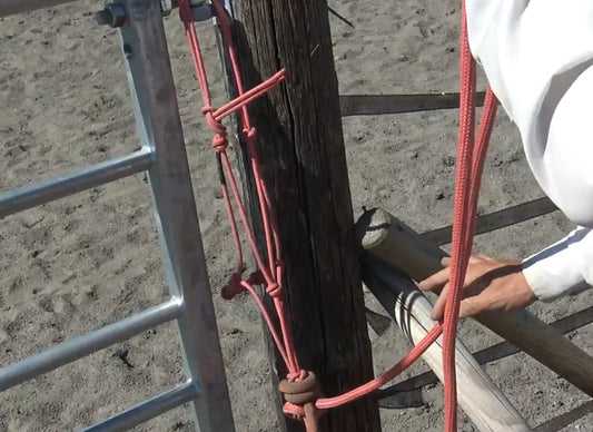 Spørsmål om tøyler på taugrime Hawk Horsemanship