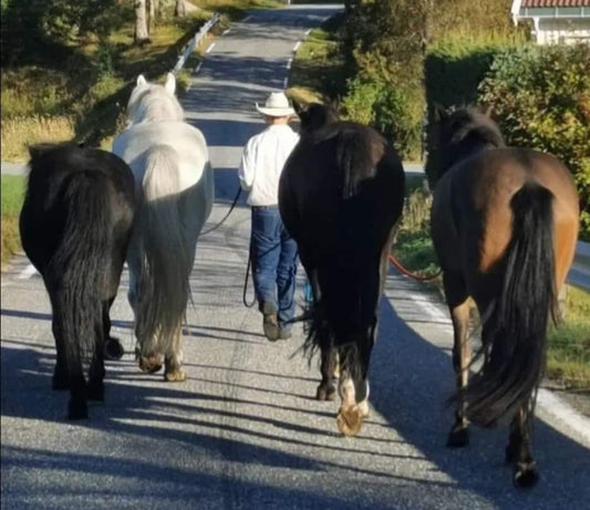 Å leie flere hester på en gang Hawk Horsemanship