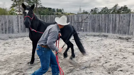 Å skape den optimale tilstanden for læring Hawk Horsemanship