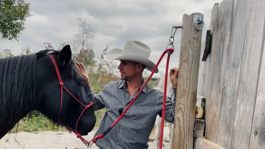 Bli en gjerdestolpe Hawk Horsemanship