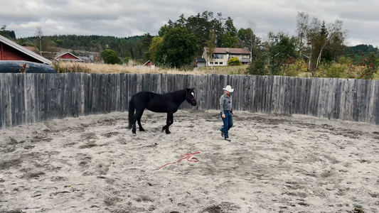 Driv og tiltrekning Hawk Horsemanship