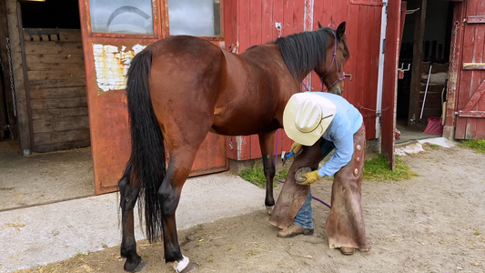 En viktig lærdom for mine elever Hawk Horsemanship