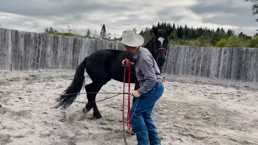 Er jeg slem om jeg er streng? Hawk Horsemanship