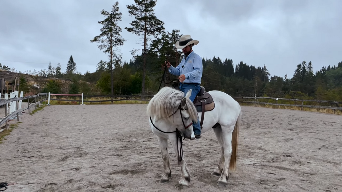 Gi hesten din en «EU-kontroll» Hawk Horsemanship