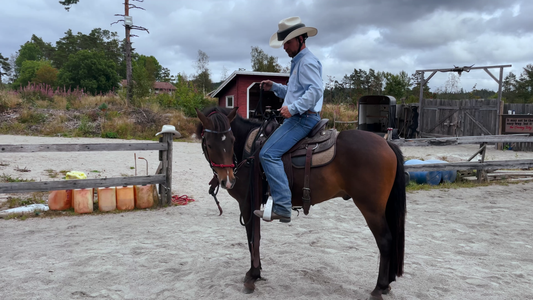 Hester som begynner å gå når man skal stige på Hawk Horsemanship