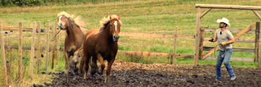 Hester som ikke vil fanges Hawk Horsemanship