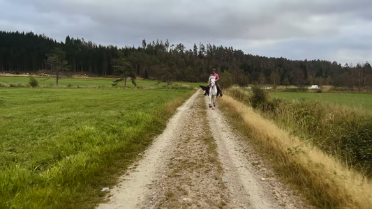 Hester som løper ut Hawk Horsemanship