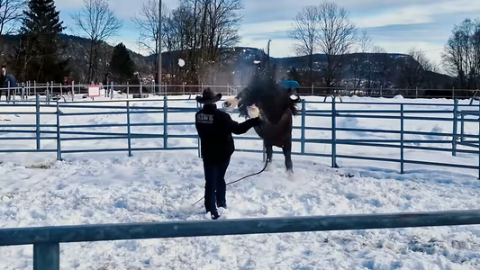 Hester som sparker Hawk Horsemanship