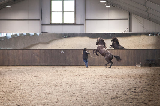 Hester som steiler Hawk Horsemanship