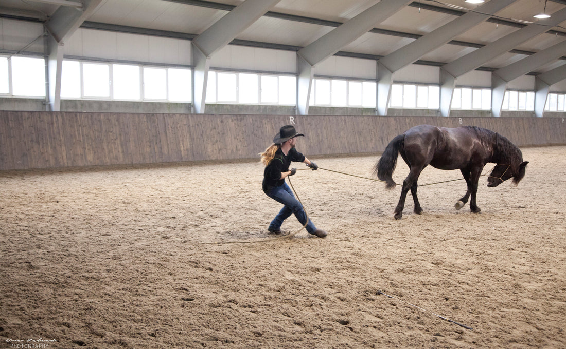 Hester som stikker fra deg på bakken Hawk Horsemanship