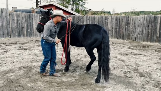 Hvor lenge skal jeg jobbe med en øvelse? Hawk Horsemanship