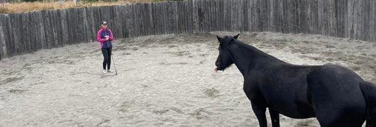 Hvordan å oppføre seg rundt hester Hawk Horsemanship