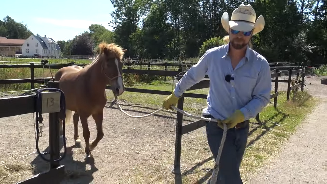 Hvordan håndtere en hest som ikke kan håndteres Hawk Horsemanship