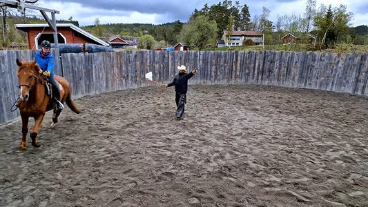 Ikke kjøp unghest for tidlig Hawk Horsemanship