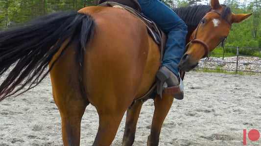 Isoler hver kommando først Hawk Horsemanship