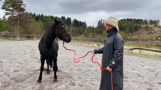 Krok på leietauet? Hawk Horsemanship