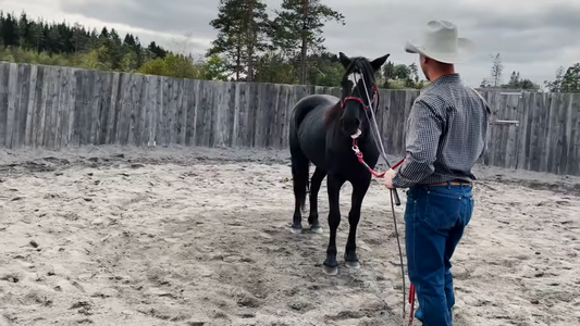 La hesten nedregulere for å fungere Hawk Horsemanship