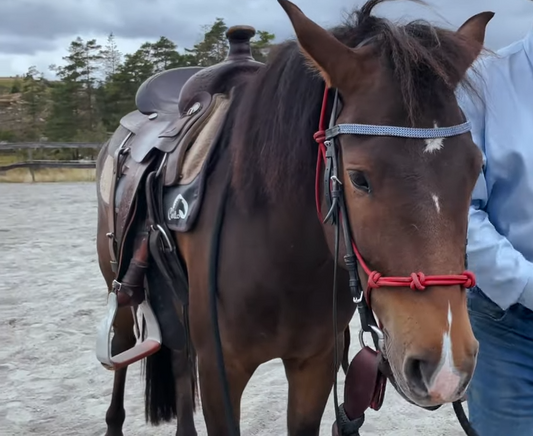 Malin deler sine tanker om bitt eller bittløs Hawk Horsemanship