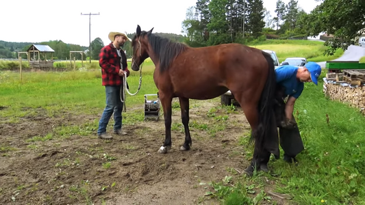 Når andre hestefolk bruker vold som løsning Hawk Horsemanship