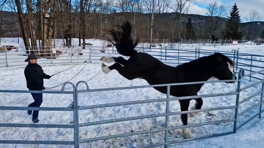 Problemhester Hawk Horsemanship