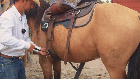 Stramme gjorden Hawk Horsemanship