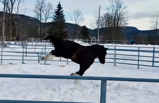 Været kan påvirke hester Hawk Horsemanship